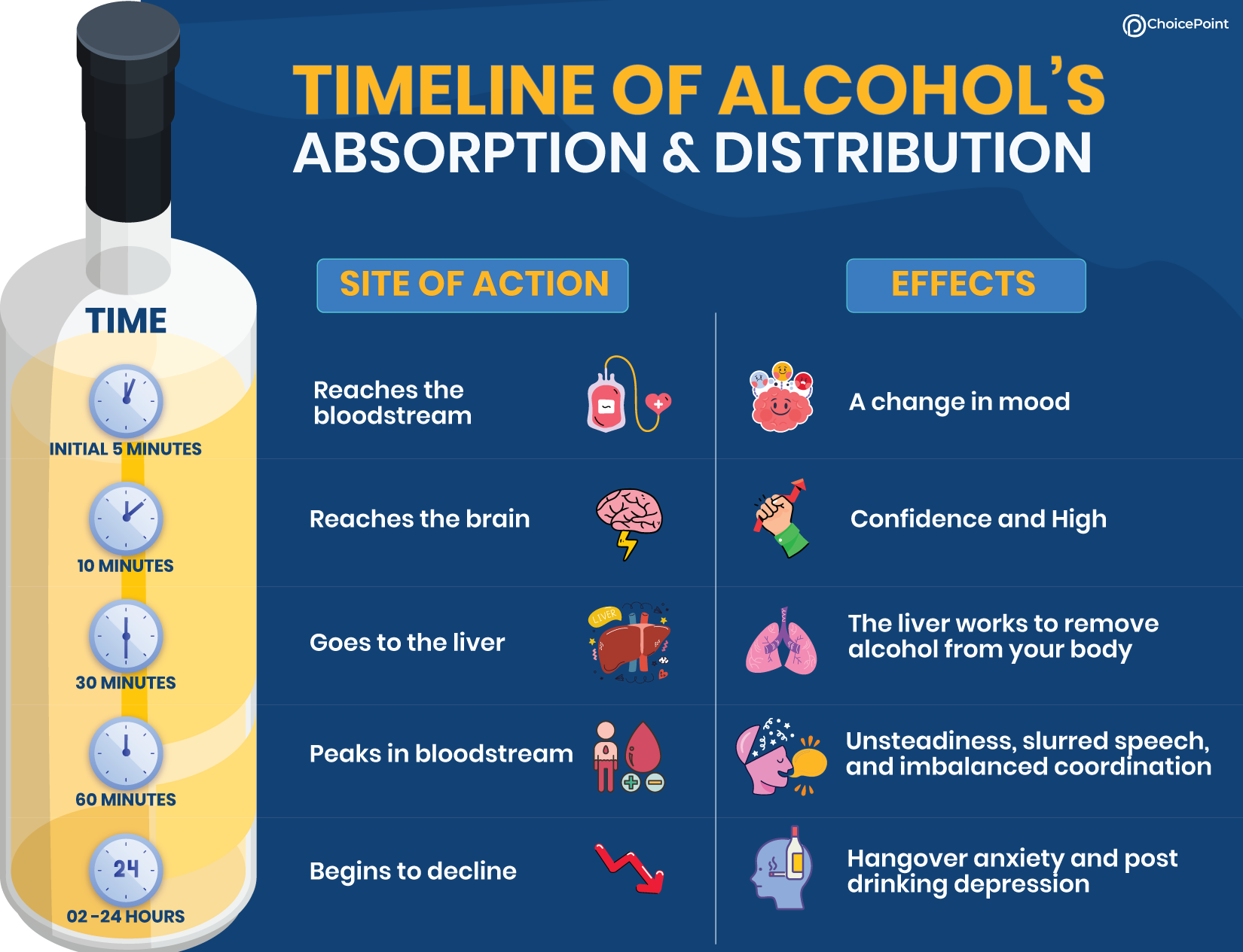 Alcohol effects timeline