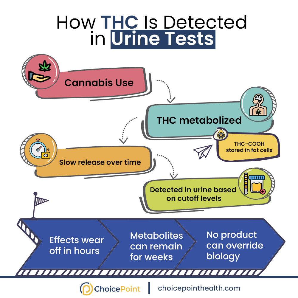 How THC Is Detected in Urine Drug Tests